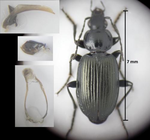 Réf. 180 996 : Agonum viduum